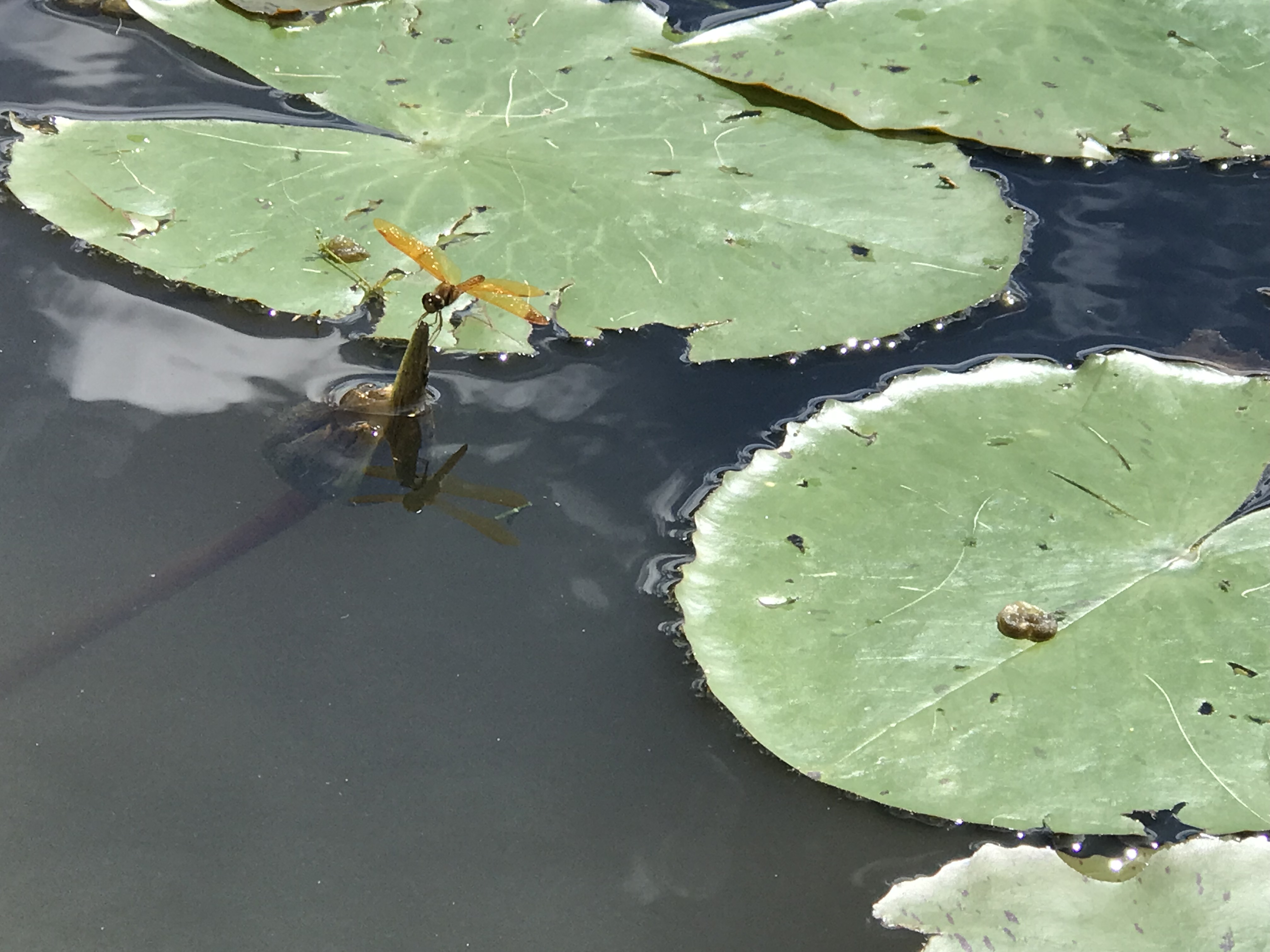 Image 11